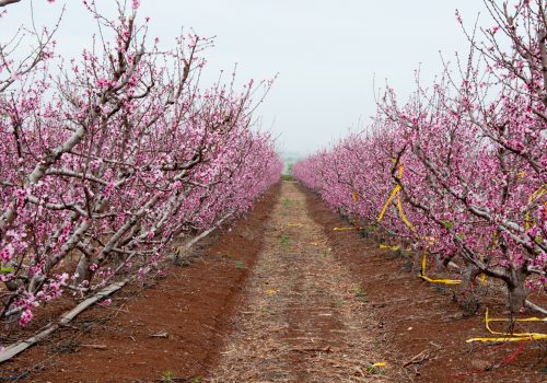 פלייגו-קטן_1